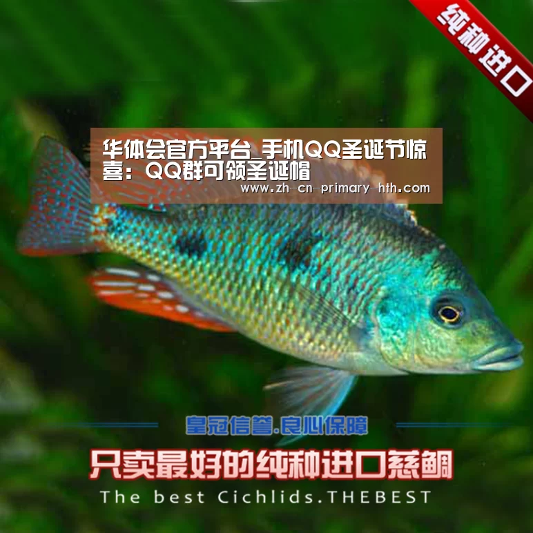 华体会官方平台_手机QQ圣诞节惊喜：QQ群可领圣诞帽